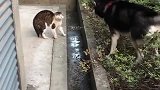 猫：叫什么叫，有本事过来咬我呀！