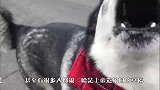 铲屎官抱住哈士奇不放，哈士奇下意识的反应亮了，差点笑岔气
