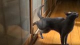 这个灰色的猫咪真大，一直向食物望着，可别偷吃被逮住了啊