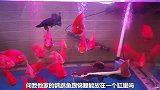 挑战冷水鱼和热带鱼合缸混养，鱼友都可以尝试，缸壁荷花都出现了