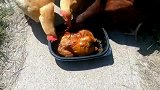 用心险恶，居然把活鸡的饲料换成烤鸡！