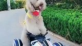 可爱小狗骑车出去玩