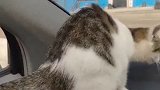 车上粘了只猫 车上长猫
