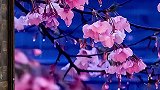 春宵折旧几多愁    花影倚窗人倚楼    烛泪隐忍未滴尽    相思决堤海倒流唯美 樱花
