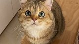 猫：什么我们家啊 明明是我家！英短金渐层