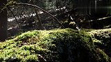 荒野大神被冻怕了，起床就在雪地里寻找柴火，荒野生活真不容易