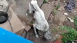 主人一家搬到城里住了，一个月后回来一看狗子，竟瘦成皮包骨头！