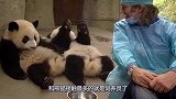 外国男子体验饲养员的生活，竟然被熊猫们欺负，场面令人哭笑不得
