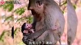 爆笑：这豹子不讲武德，看样子孙子兵法学的不错啊