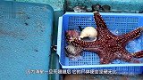 海星死后有多硬男子作死用水刀切开，眼前画面意想不到！
