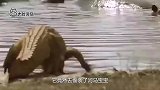 河马宝宝惨被鳄鱼叼走，大河马抓到鳄鱼后疯狂撕咬