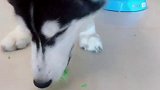 苦瓜都吃！哈士奇变异了