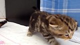 奶萌的小猫咪上线，这可爱的小样子，我都想养了！