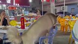 狗狗娴熟地坐在椅子上