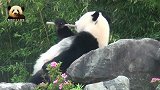 花儿再美，也美不过黑白色的熊猫宝宝