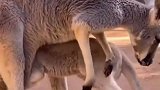 个头长大了，心里还是个宝宝
