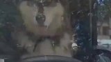 堵车了，下车一看，二哈居然在操控方向盘！