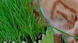 猫咪你把我种的花：吃完了
