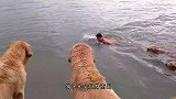 狗狗看到主人落水，全部下水营救，镜头记录温馨的全过程