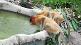 猴子来吧！喝点儿水
