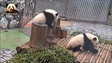 熊猫宝宝被小姐妹“欺负”了，跑去妈妈身边撒娇求安慰，好可爱啊