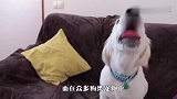 铲屎官给金毛准备大龙虾，狗狗上去就是一顿咬，看完差点笑岔气了
