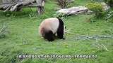 男子翻围墙摸熊猫，结果熊猫死活不让他走，镜头拍下全过程