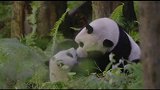 中国活化石