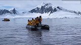 企鹅被虎鲸围猎，竟跳上游客的船疯狂求救！