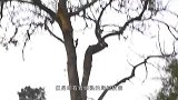 豹子爬上树,结果被电线活活电死挂在电线上，网友：实在太惨了