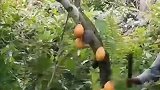 原生态水果，田园生活
