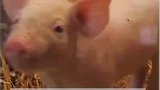 美国科学家复活一头猪，细胞的死亡可以被阻止