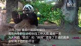 海南：熊猫兄弟欢度国际熊猫日