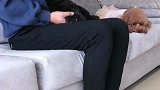 主人陪新宠物玩不陪泰迪哈尼玩，哈尼的反应让人心疼，太卑微了