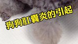 小狗在地上蹭屁股是怎么回事？