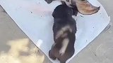 小黑狗：差点变成小白狗了