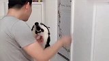男主亲自教二哈开厕所门，这家伙挺聪明，学的很快