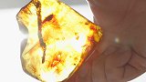 2200万年前的虾长什么样？中国科学家发现世界惟一虾琥珀