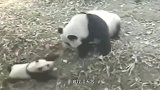 熊猫：再不乖的话，打你屁屁哦