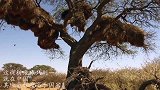 这棵树地球只剩一棵，就在中国，其珍贵程度高于国宝！