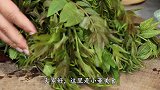 保存香椿，切记不要直接放冰箱，教你一招，让美味延续到冬天！