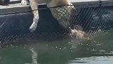 小奶狗玩耍掉进鱼塘中, 中华田园犬拼尽全力去救它
