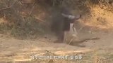 几头狮子捕杀水牛，水牛眼看坚持不住了，游客车辆爆胎救了它一命