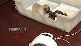 小短腿我不要面子的啊