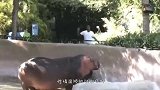 小女孩挑衅狒狒，笑得正开心时，遭到狒狒“致命一击”