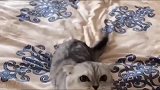 猫咪发现床上有别的猫的味道，冲着主人质问是不是有人欺负我闺女