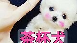 茶杯犬有多可爱，背后就有多惨。