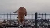 猫咪卡在栏杆上下不来，小鸟一脚将它踹到地上