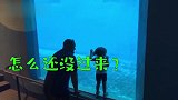 淘气萌娃想要吓海豚，却被海豚先生给吓了一跳，太搞笑了