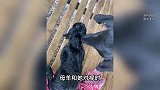 母羊被卖给屠夫前突然下崽，拍摄者：母羊和我对视时，一脸绝望